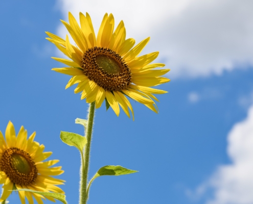 Le projet de La Maison l’autnid est en bonne voie de réalisation